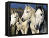 Camargue Horses, Ile Del La Camargue, France-Gavriel Jecan-Framed Stretched Canvas