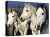 Camargue Horses, Ile Del La Camargue, France-Gavriel Jecan-Stretched Canvas