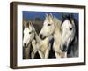 Camargue Horses, Ile Del La Camargue, France-Gavriel Jecan-Framed Photographic Print