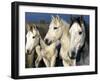 Camargue Horses, Ile Del La Camargue, France-Gavriel Jecan-Framed Photographic Print