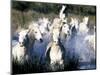 Camargue Horses, Ile Del La Camargue, France-Gavriel Jecan-Mounted Photographic Print