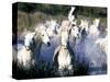 Camargue Horses, Ile Del La Camargue, France-Gavriel Jecan-Stretched Canvas