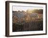 Camargue Horses, La Petite Camargue, in the Region of Aigues-Mortes, Languedoc-Roussillon, France-J P De Manne-Framed Photographic Print