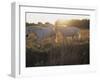 Camargue Horses, La Petite Camargue, in the Region of Aigues-Mortes, Languedoc-Roussillon, France-J P De Manne-Framed Photographic Print