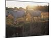 Camargue Horses, La Petite Camargue, in the Region of Aigues-Mortes, Languedoc-Roussillon, France-J P De Manne-Mounted Photographic Print