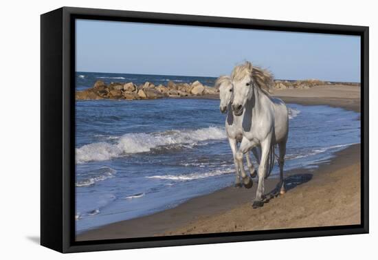 Camargue Horses Running on the Beach, Bouches Du Rhone, Provence, France, Europe-Gabrielle and Michel Therin-Weise-Framed Stretched Canvas