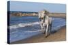 Camargue Horses Running on the Beach, Bouches Du Rhone, Provence, France, Europe-Gabrielle and Michel Therin-Weise-Stretched Canvas