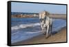 Camargue Horses Running on the Beach, Bouches Du Rhone, Provence, France, Europe-Gabrielle and Michel Therin-Weise-Framed Stretched Canvas
