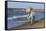 Camargue Horses Running on the Beach, Bouches Du Rhone, Provence, France, Europe-Gabrielle and Michel Therin-Weise-Framed Stretched Canvas