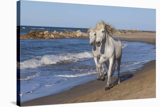 Camargue Horses Running on the Beach, Bouches Du Rhone, Provence, France, Europe-Gabrielle and Michel Therin-Weise-Stretched Canvas