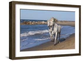 Camargue Horses Running on the Beach, Bouches Du Rhone, Provence, France, Europe-Gabrielle and Michel Therin-Weise-Framed Photographic Print