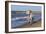 Camargue Horses Running on the Beach, Bouches Du Rhone, Provence, France, Europe-Gabrielle and Michel Therin-Weise-Framed Photographic Print