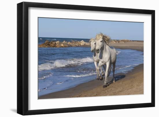 Camargue Horses Running on the Beach, Bouches Du Rhone, Provence, France, Europe-Gabrielle and Michel Therin-Weise-Framed Photographic Print