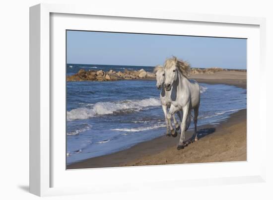 Camargue Horses Running on the Beach, Bouches Du Rhone, Provence, France, Europe-Gabrielle and Michel Therin-Weise-Framed Photographic Print