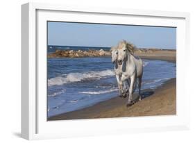 Camargue Horses Running on the Beach, Bouches Du Rhone, Provence, France, Europe-Gabrielle and Michel Therin-Weise-Framed Photographic Print