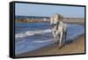 Camargue Horses Running on the Beach, Bouches Du Rhone, Provence, France, Europe-Gabrielle and Michel Therin-Weise-Framed Stretched Canvas