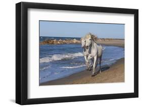 Camargue Horses Running on the Beach, Bouches Du Rhone, Provence, France, Europe-Gabrielle and Michel Therin-Weise-Framed Photographic Print