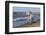 Camargue Horses Running on the Beach, Bouches Du Rhone, Provence, France, Europe-Gabrielle and Michel Therin-Weise-Framed Photographic Print