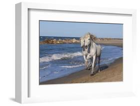 Camargue Horses Running on the Beach, Bouches Du Rhone, Provence, France, Europe-Gabrielle and Michel Therin-Weise-Framed Photographic Print