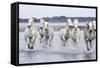 Camargue Horses Running Through Water-null-Framed Stretched Canvas