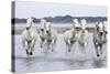 Camargue Horses Running Through Water-null-Stretched Canvas