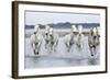 Camargue Horses Running Through Water-null-Framed Photographic Print