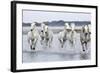 Camargue Horses Running Through Water-null-Framed Photographic Print