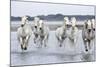 Camargue Horses Running Through Water-null-Mounted Photographic Print