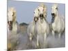 Camargue Horses Running-Theo Allofs-Mounted Art Print