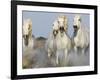 Camargue Horses Running-Theo Allofs-Framed Art Print