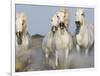 Camargue Horses Running-Theo Allofs-Framed Art Print