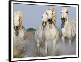 Camargue Horses Running-Theo Allofs-Framed Art Print