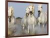 Camargue Horses Running-Theo Allofs-Framed Art Print