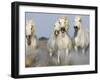 Camargue Horses Running-Theo Allofs-Framed Art Print