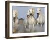 Camargue Horses Running-Theo Allofs-Framed Art Print