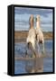 Camargue Horses, Stallions Fighting in the Water, Bouches Du Rhone, Provence, France, Europe-Gabrielle and Michel Therin-Weise-Framed Stretched Canvas