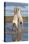 Camargue Horses, Stallions Fighting in the Water, Bouches Du Rhone, Provence, France, Europe-Gabrielle and Michel Therin-Weise-Stretched Canvas