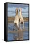 Camargue Horses, Stallions Fighting in the Water, Bouches Du Rhone, Provence, France, Europe-Gabrielle and Michel Therin-Weise-Framed Stretched Canvas