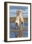 Camargue Horses, Stallions Fighting in the Water, Bouches Du Rhone, Provence, France, Europe-Gabrielle and Michel Therin-Weise-Framed Photographic Print