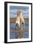 Camargue Horses, Stallions Fighting in the Water, Bouches Du Rhone, Provence, France, Europe-Gabrielle and Michel Therin-Weise-Framed Photographic Print