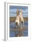 Camargue Horses, Stallions Fighting in the Water, Bouches Du Rhone, Provence, France, Europe-Gabrielle and Michel Therin-Weise-Framed Photographic Print