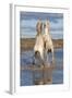 Camargue Horses, Stallions Fighting in the Water, Bouches Du Rhone, Provence, France, Europe-Gabrielle and Michel Therin-Weise-Framed Photographic Print