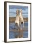 Camargue Horses, Stallions Fighting in the Water, Bouches Du Rhone, Provence, France, Europe-Gabrielle and Michel Therin-Weise-Framed Photographic Print