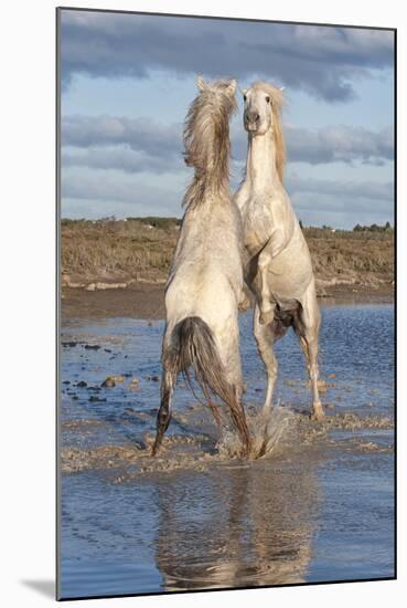 Camargue Horses, Stallions Fighting in the Water, Bouches Du Rhone, Provence, France, Europe-Gabrielle and Michel Therin-Weise-Mounted Photographic Print