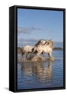 Camargue Horses, Stallions Fighting in the Water, Bouches Du Rhone, Provence, France, Europe-Gabrielle and Michel Therin-Weise-Framed Stretched Canvas