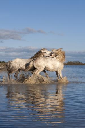 https://imgc.allpostersimages.com/img/posters/camargue-horses-stallions-fighting-in-the-water-bouches-du-rhone-provence-france-europe_u-L-PNPE3L0.jpg?artPerspective=n