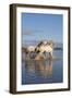 Camargue Horses, Stallions Fighting in the Water, Bouches Du Rhone, Provence, France, Europe-Gabrielle and Michel Therin-Weise-Framed Photographic Print