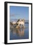 Camargue Horses, Stallions Fighting in the Water, Bouches Du Rhone, Provence, France, Europe-Gabrielle and Michel Therin-Weise-Framed Photographic Print