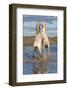 Camargue Horses, Stallions Fighting in the Water, Bouches Du Rhone, Provence, France, Europe-Gabrielle and Michel Therin-Weise-Framed Photographic Print