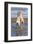 Camargue Horses, Stallions Fighting in the Water, Bouches Du Rhone, Provence, France, Europe-Gabrielle and Michel Therin-Weise-Framed Photographic Print